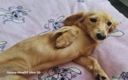 Miniature Dachshund dogs for stud: Beautiful KC Mini Long.H Full Eng. Cream Stud 🤍🐾 - Image 20