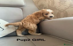Cockapoo dogs for sale: Beautiful Cockapoo Puppies  - Image 4