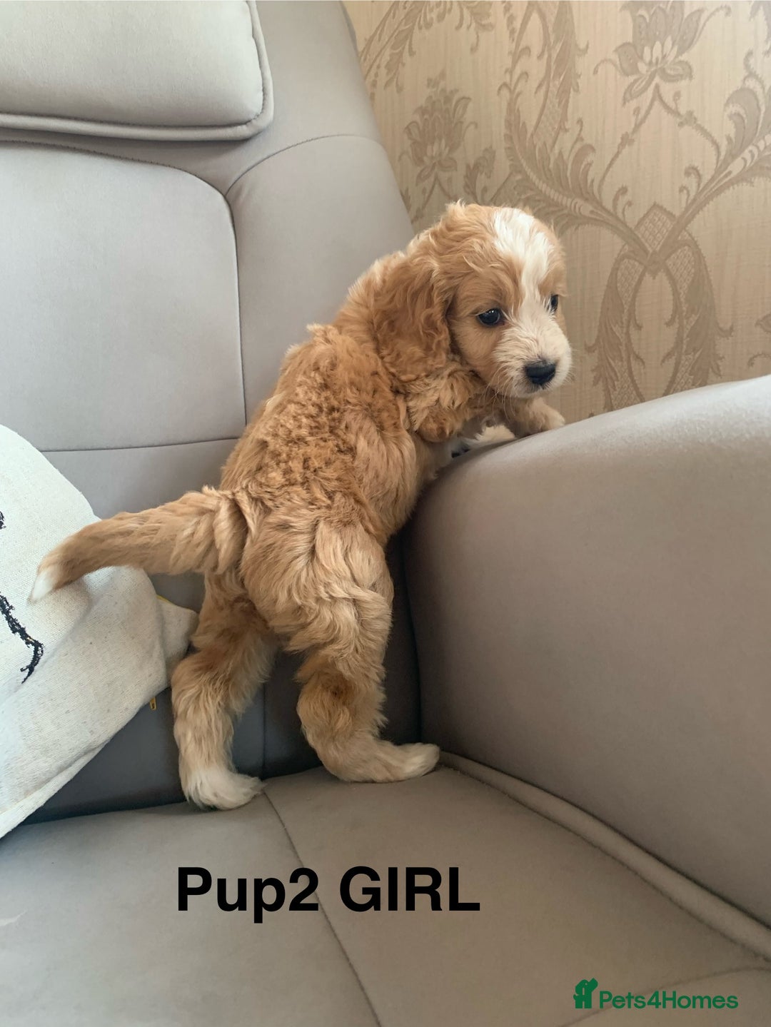 Cockapoo dogs for sale: Beautiful Cockapoo Puppies  - Image 4