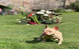 French Bulldog dogs for sale: New Shade Boy/DNA tested parents  - Image 4