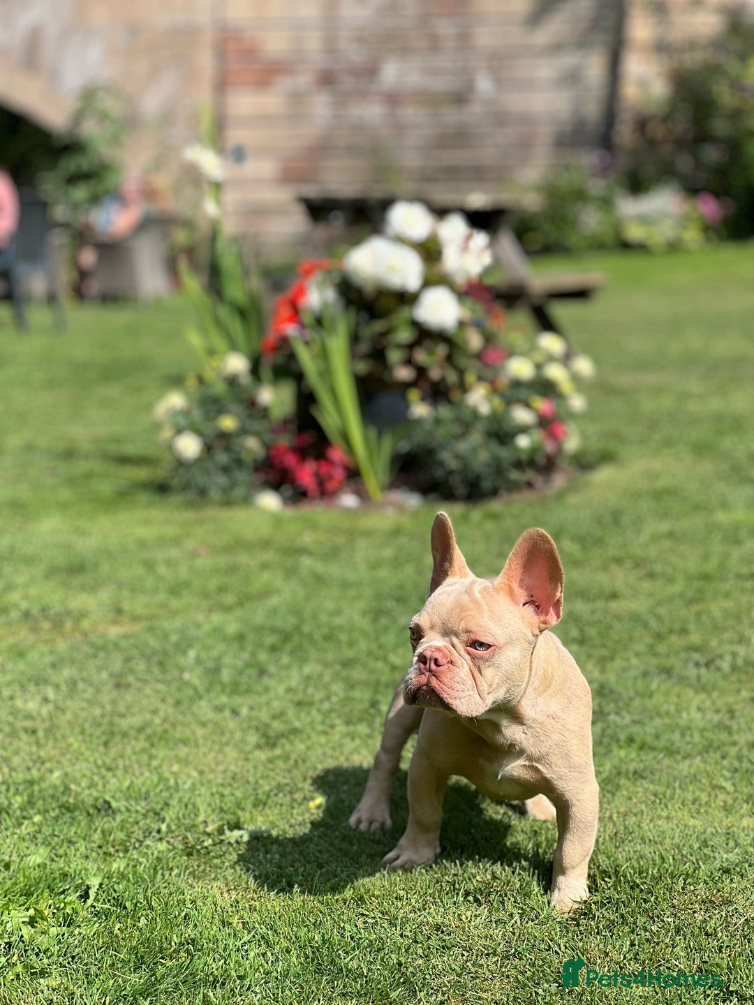 French Bulldog dogs for sale: New Shade Boy/DNA tested parents  - Image 4