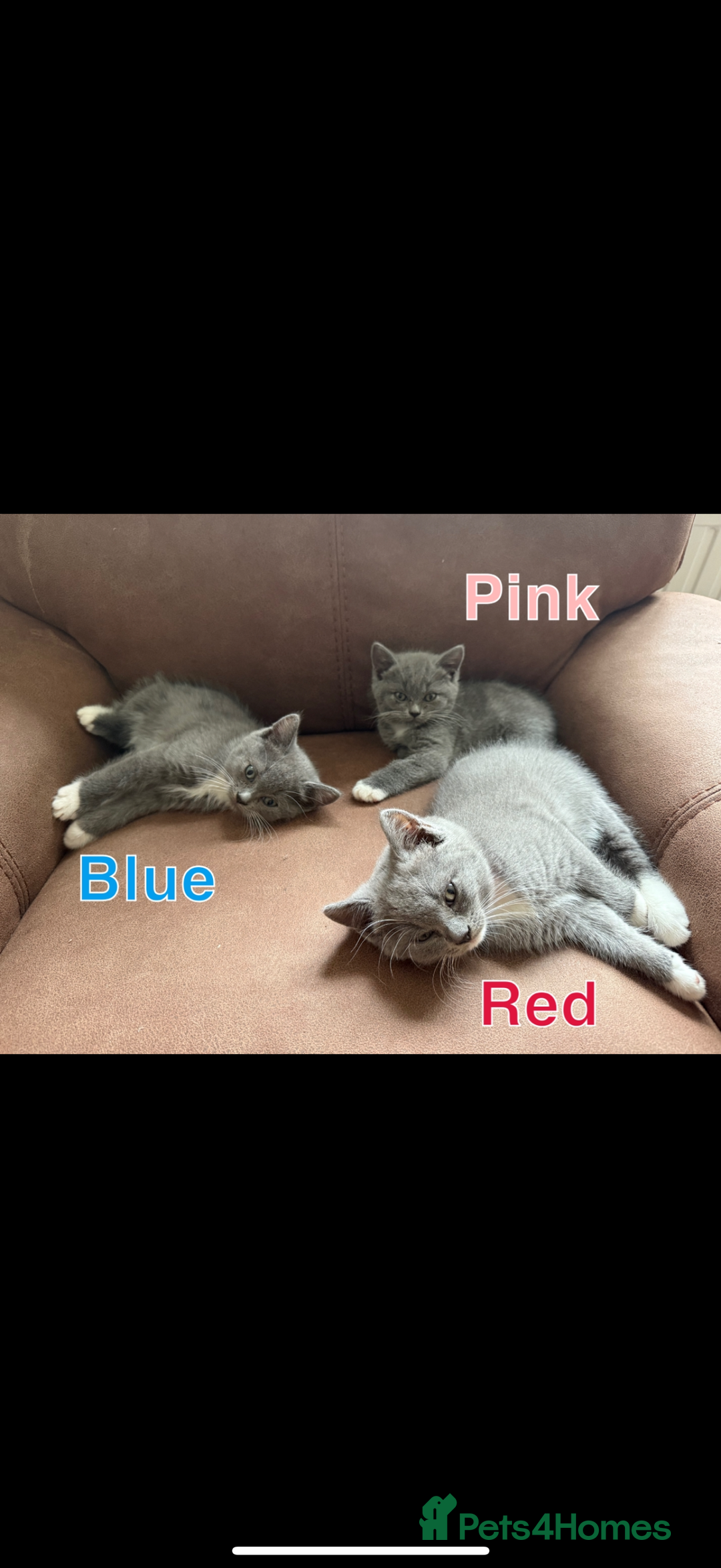 Mixed Breed cats for sale: 🐾 British Short Hair X Ragdoll Kittens 🐾 - Image 3