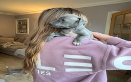 Italian Greyhound dogs for sale: 🐾kc registered Italian greyhound puppies 🐾 - Image 19