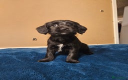 Mixed Breed dogs for sale: Cocker spaniel cross puppies - Image 11