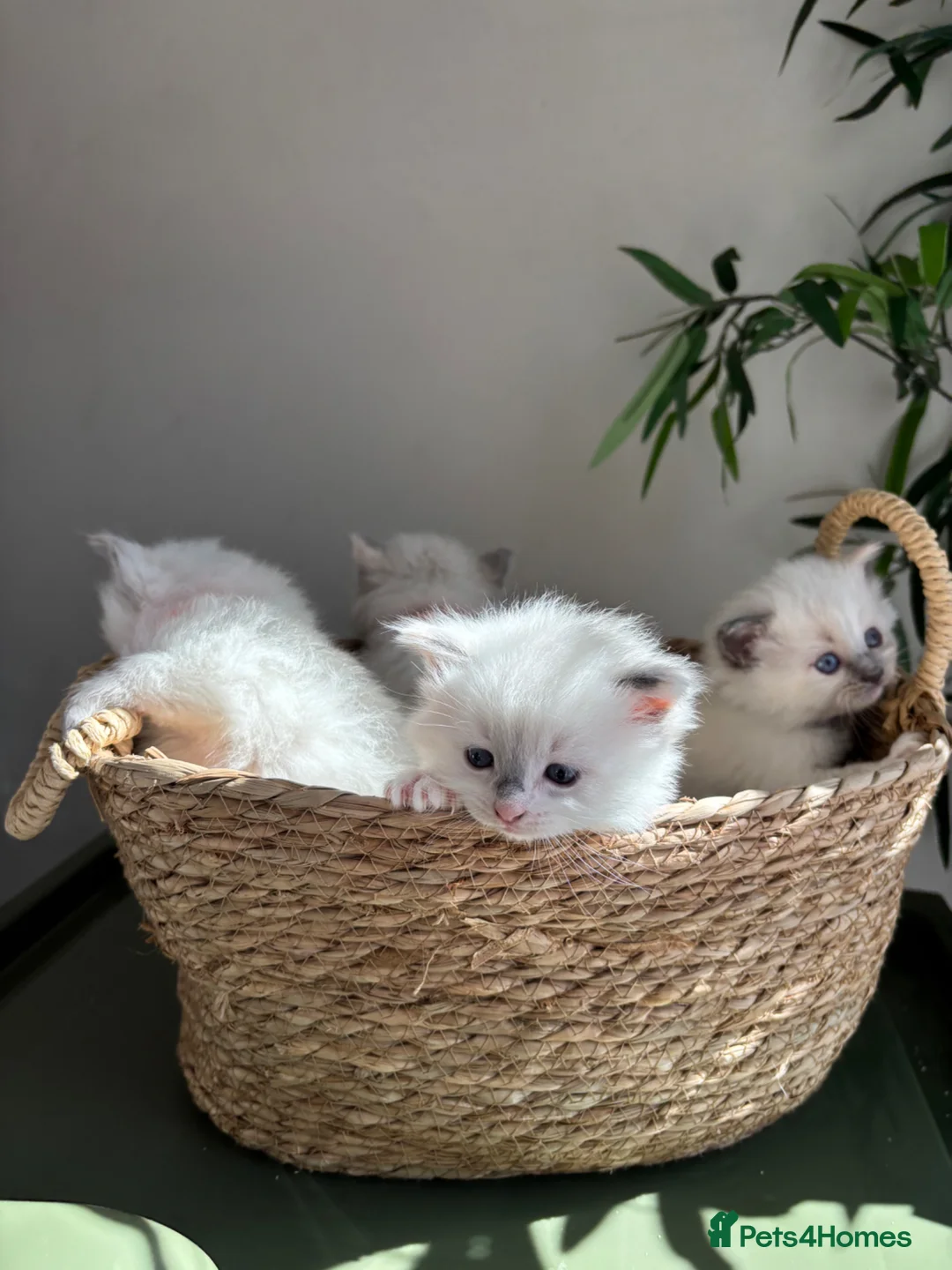 Ragdoll cats for sale: 2 Ragdoll kittens left!  - Advert 1