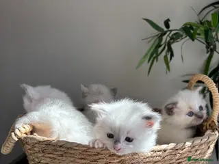 Ragdoll cats 2 Ragdoll kittens left! - Advert 1