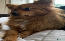 Pomeranian dogs for sale: Lovely dog for sale  - Image 2