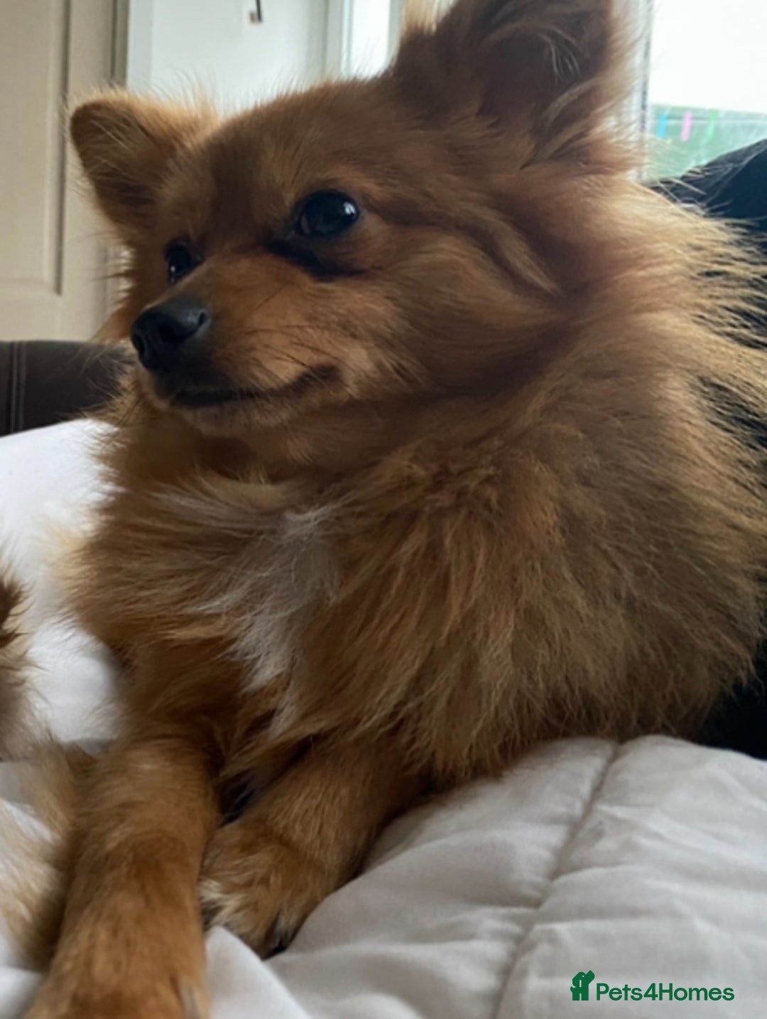 Pomeranian dogs for sale: Lovely dog for sale  - Image 2