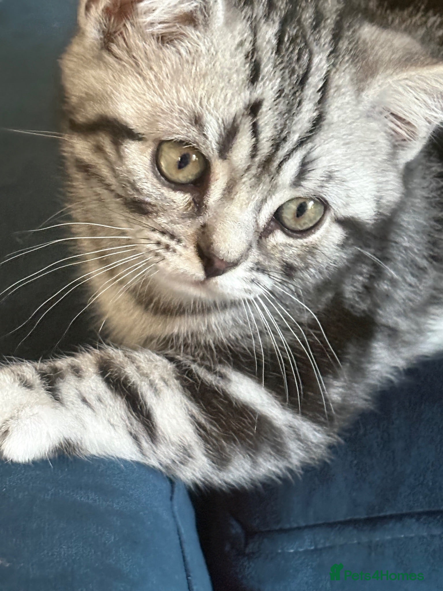 British Shorthair cats British Shorthair Silver tabby male kitten  - Advert 1