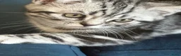 British Shorthair cats for sale: British Shorthair Silver tabby male kitten  - Advert 7