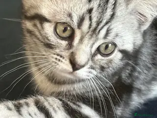 British Shorthair cats British Shorthair Silver tabby male kitten - Advert 2