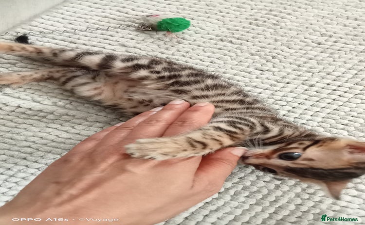 Bengal cats - Advert 4