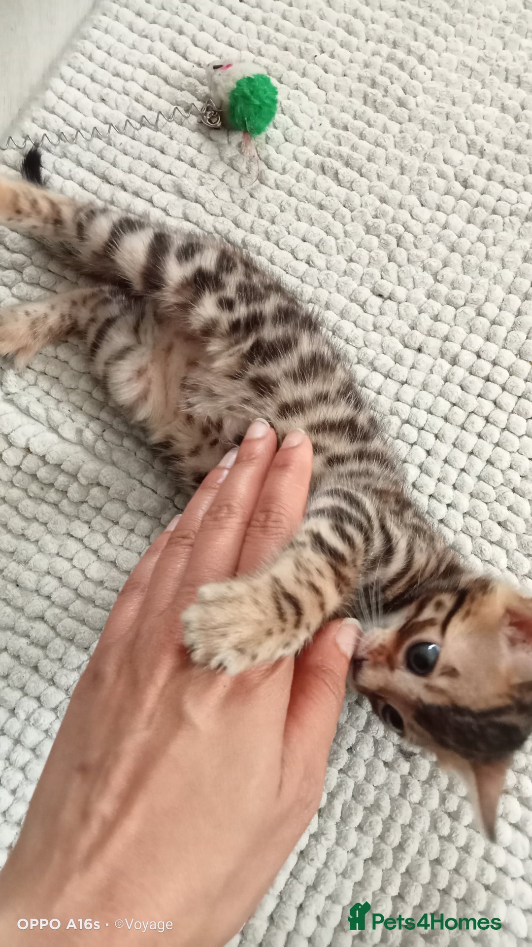 Bengal cats for sale: Best of Bengal - Image 1