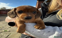 Miniature Dachshund dogs for sale: Miniature dachshund - Image 5
