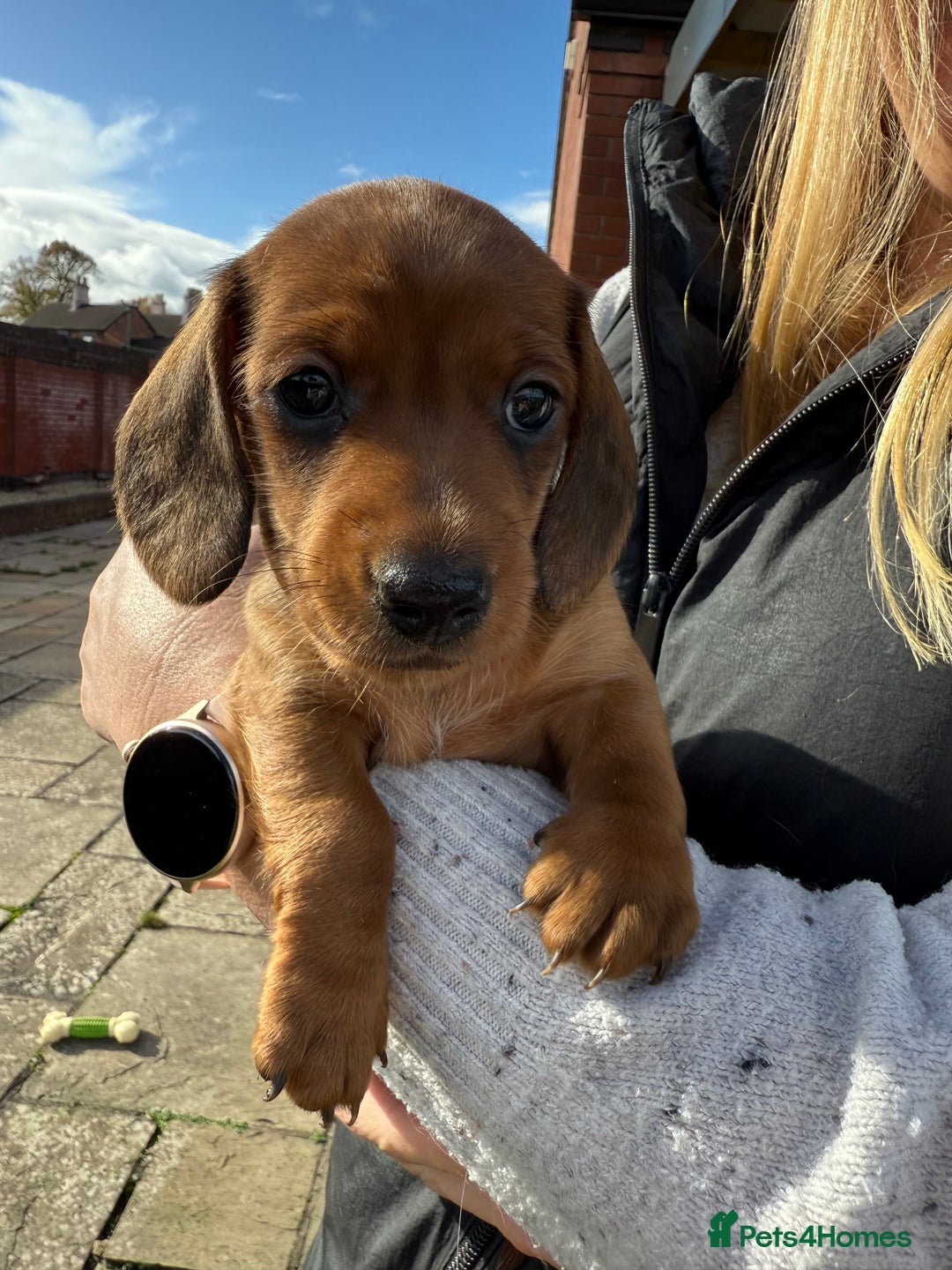 Miniature Dachshund dogs for sale: Miniature dachshund - Image 5