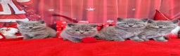 British Shorthair cats for sale: Amazing British Shorhair kittens for sale!!! - Advert 1