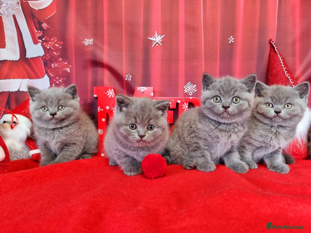 British Shorthair cats for sale: Amazing British Shorhair kittens for sale!!! - Advert 1