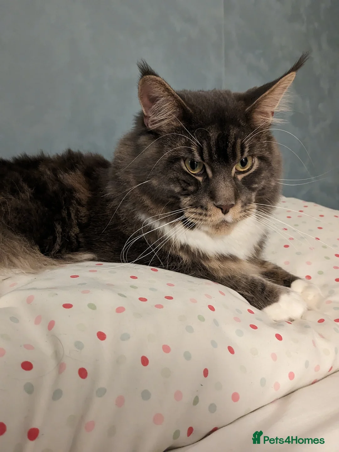 Maine Coon cats for stud: Zeus Maine-coon Stud in London - Advert 4