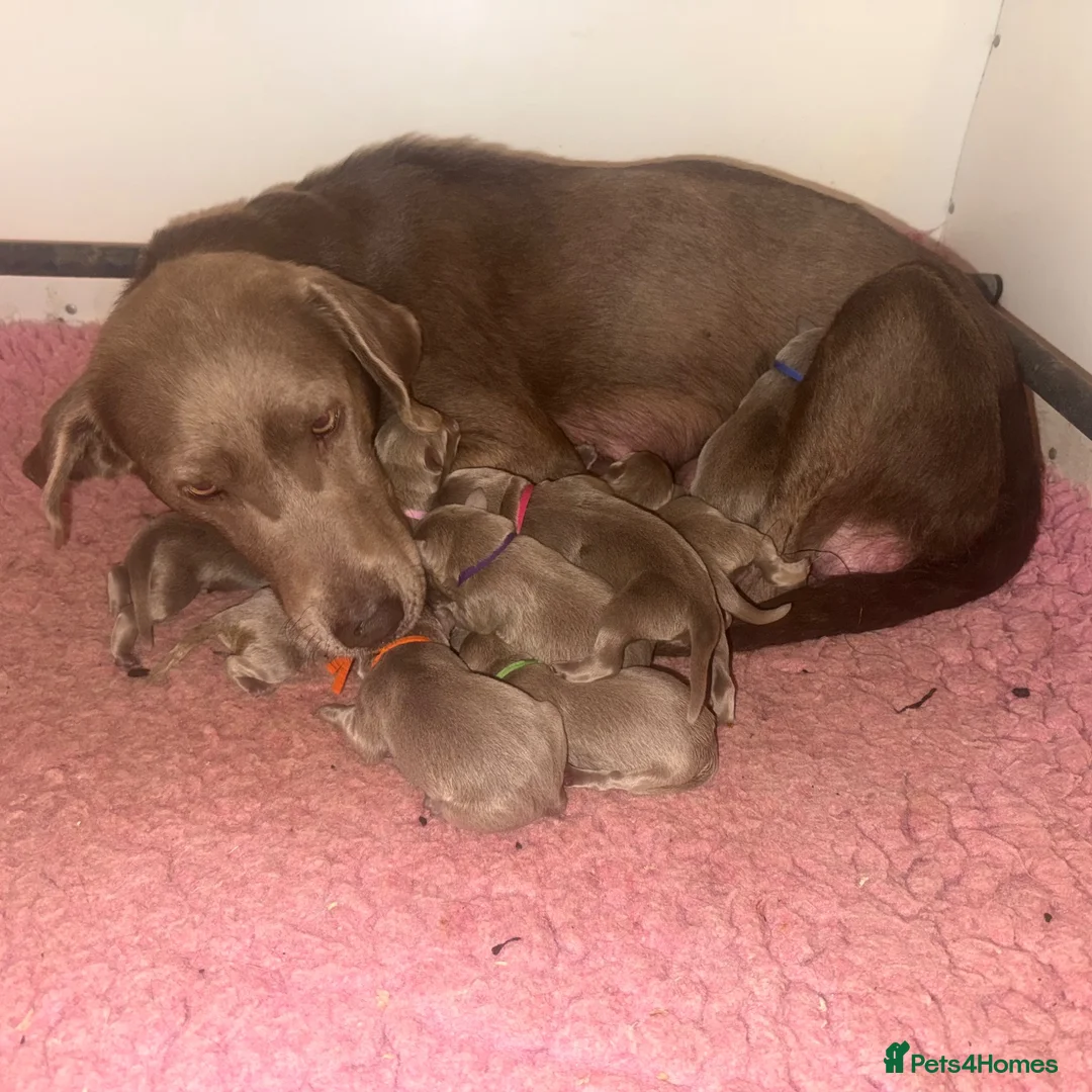 Labrador Retriever dogs for sale: 🩶 Quality RKC Reg Silver Labradors 🩶 - Advert 2