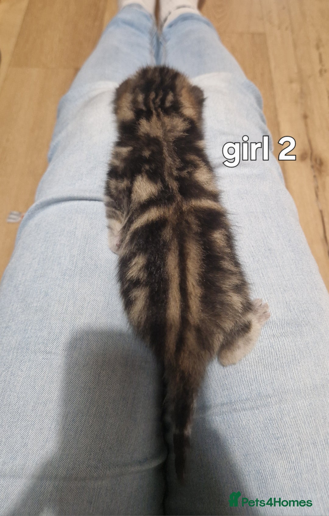 Siberian cats for sale: Siberian/bengal cross - Image 5