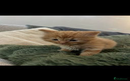 Mixed Breed cats for sale: Extra fluffy kittens - Image 11
