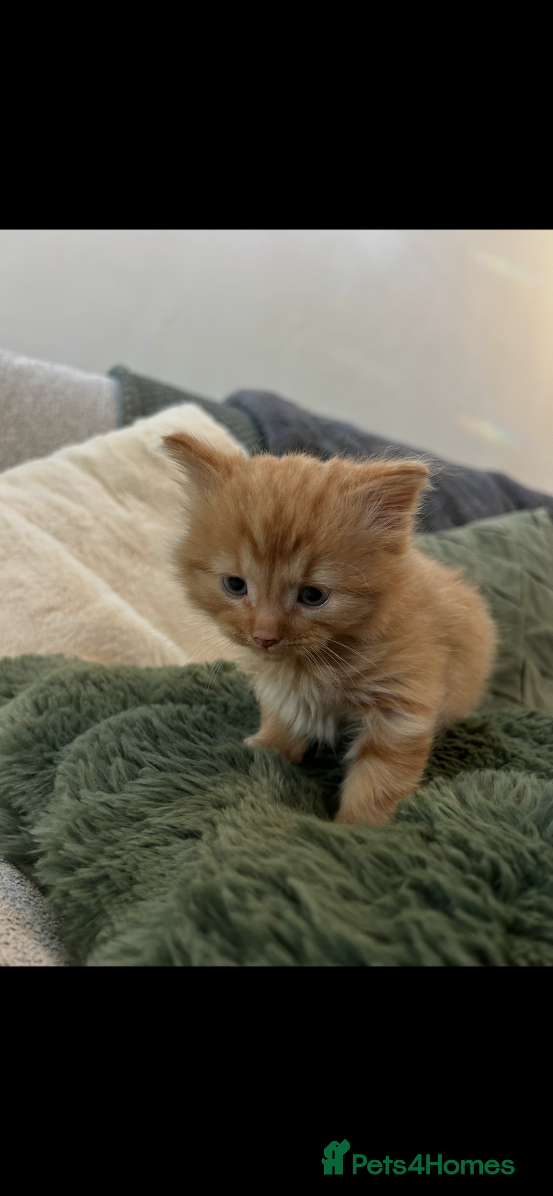 Mixed Breed cats for sale: Extra fluffy kittens - Image 11