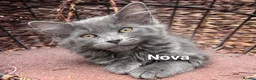 Mixed Breed cats for sale: Beautiful Solid Blue Kittens  - Advert 3