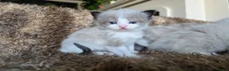 Ragdoll cats for sale: Pure Ragdoll Kittens 🌸 - Advert 20