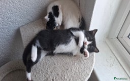 Mixed Breed cats for sale: Cute Furry Friends Ready to find new home. - Image 22