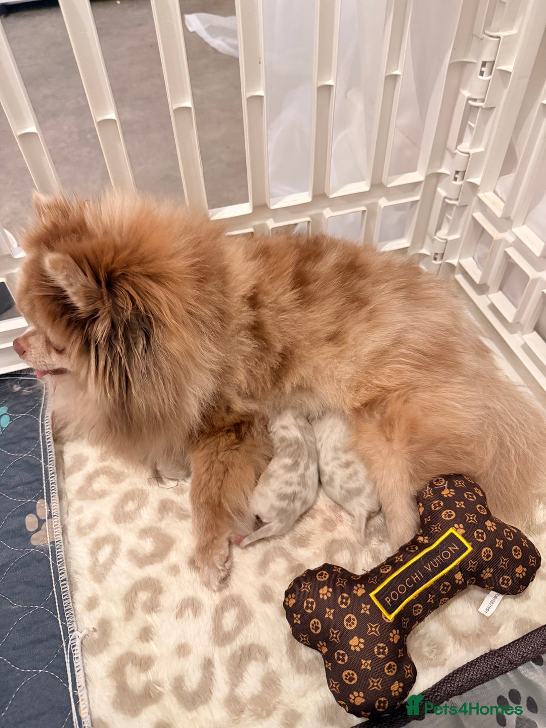 Pomeranian dogs for sale: Small & Fluffy Pomeranian Puppies Ready to Reserve - Advert 5