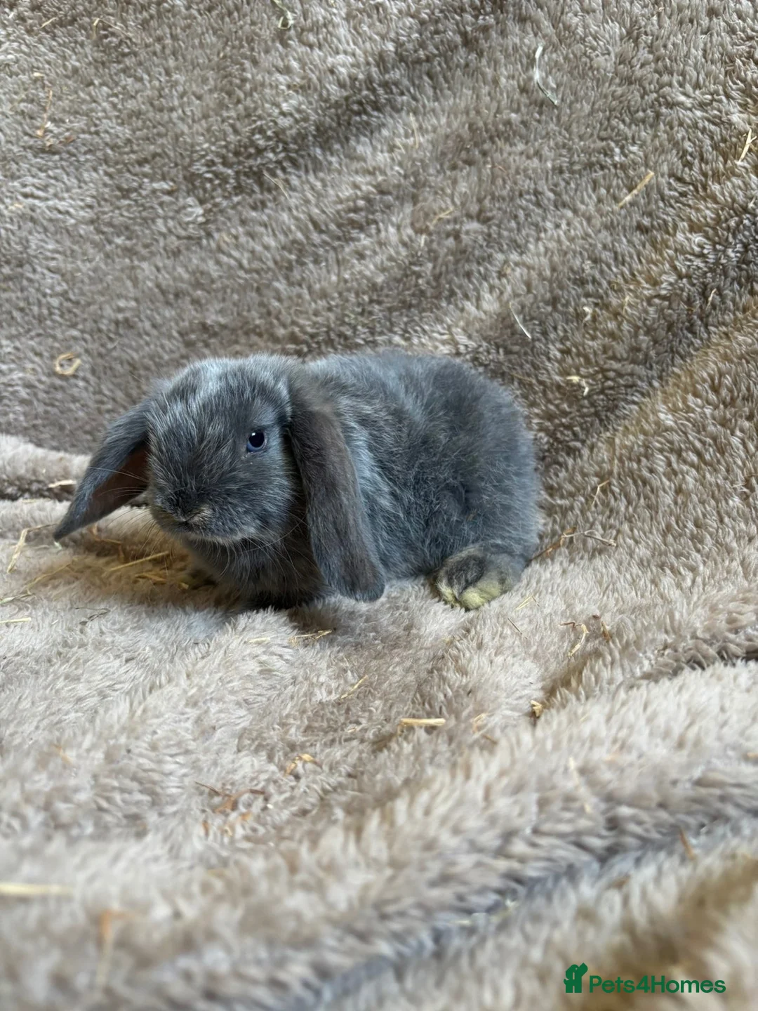 Mini Lop rabbits for sale: Pure breed mini lops  in Bangor - Advert 8