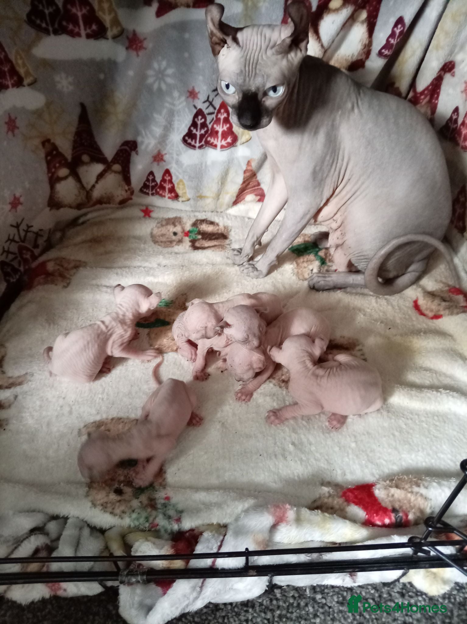 Sphynx cats Sphinx kittens - Advert 11