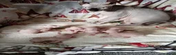 Sphynx cats for sale: Sphinx kittens - Advert 1