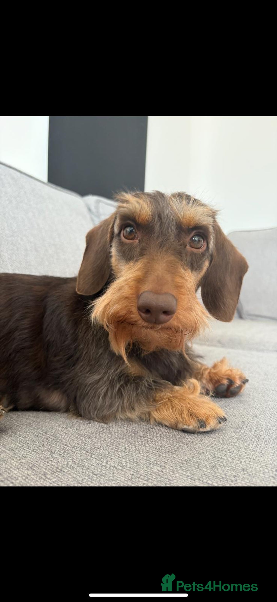 Miniature Dachshund dogs for sale: STUNNING SILKY MINI DACHSHUNDS! - Advert 5