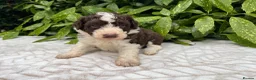 Bordoodle dogs for sale: F1 190+ genetic test clear - refund guarantee - Advert 7