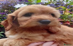 Cockapoo dogs for sale: Gorgeous Cockapoo puppies for sale  - Image 2