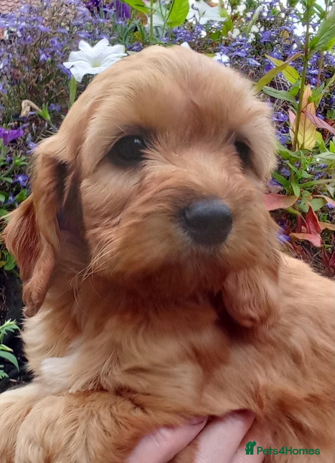 Cockapoo dogs for sale: Gorgeous Cockapoo puppies for sale  - Image 2