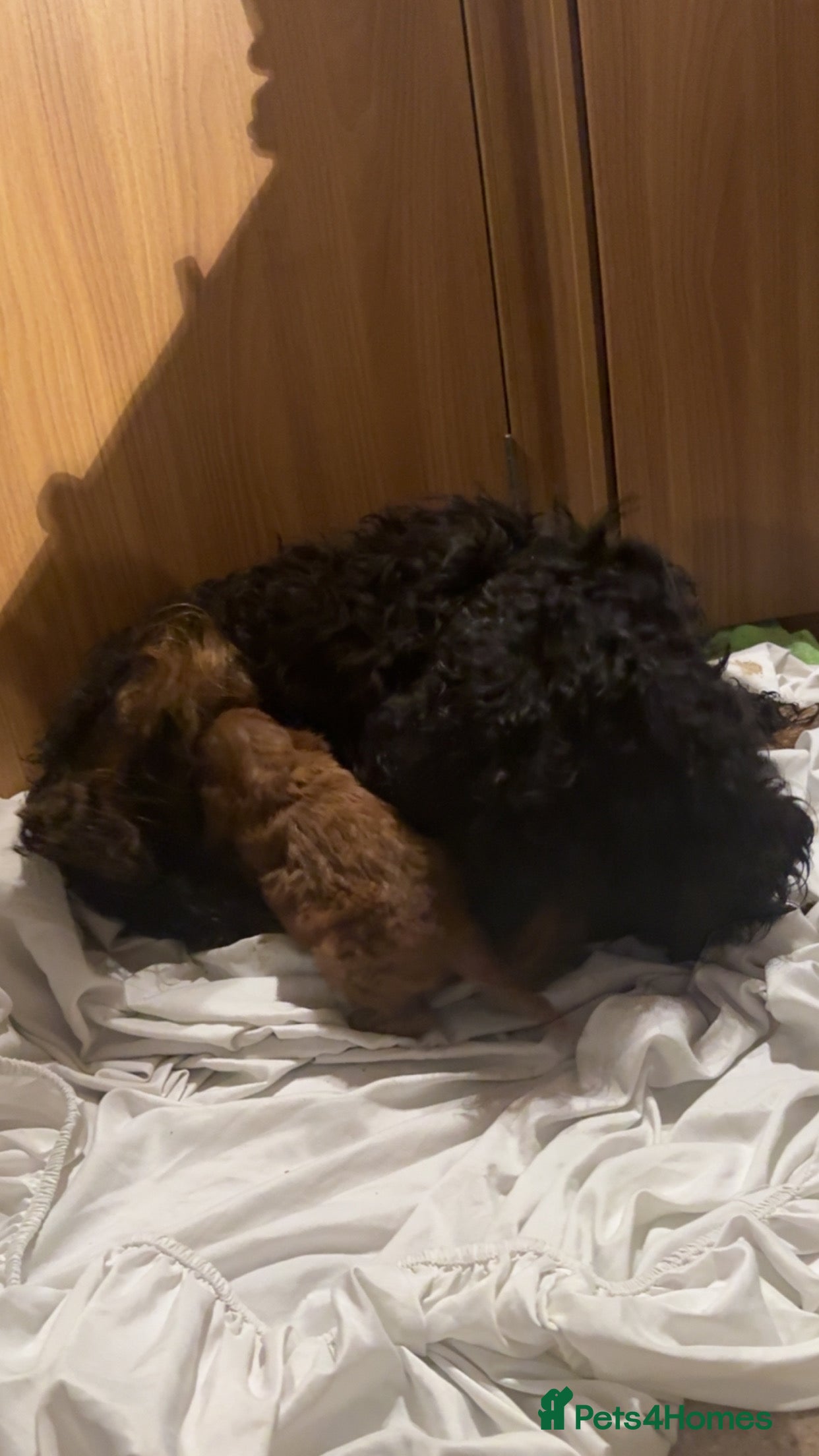 Cockapoo dogs Beautiful cockapoo puppy  - Advert 4