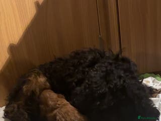 Cockapoo dogs Beautiful cockapoo puppy - Advert 9