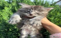 Maine Coon cats for sale: Maine Coon Male- Silver Tabby Kitten  - Image 3