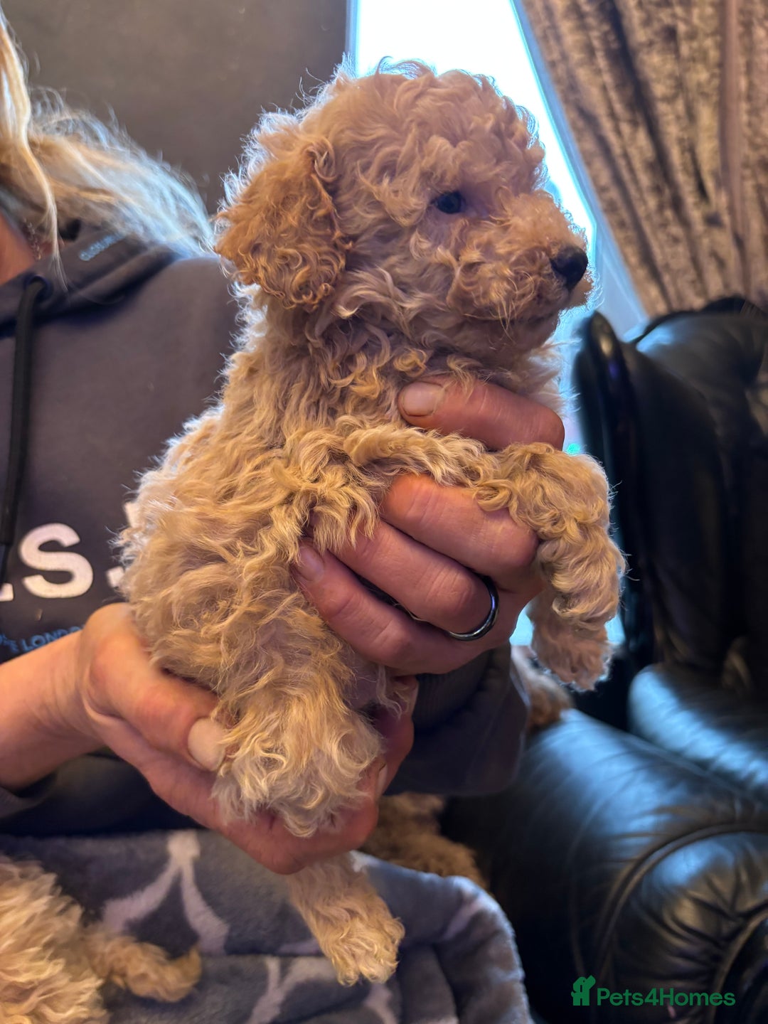 Miniature Poodle dogs for sale: Beautiful miniature cream poodles - Advert 5