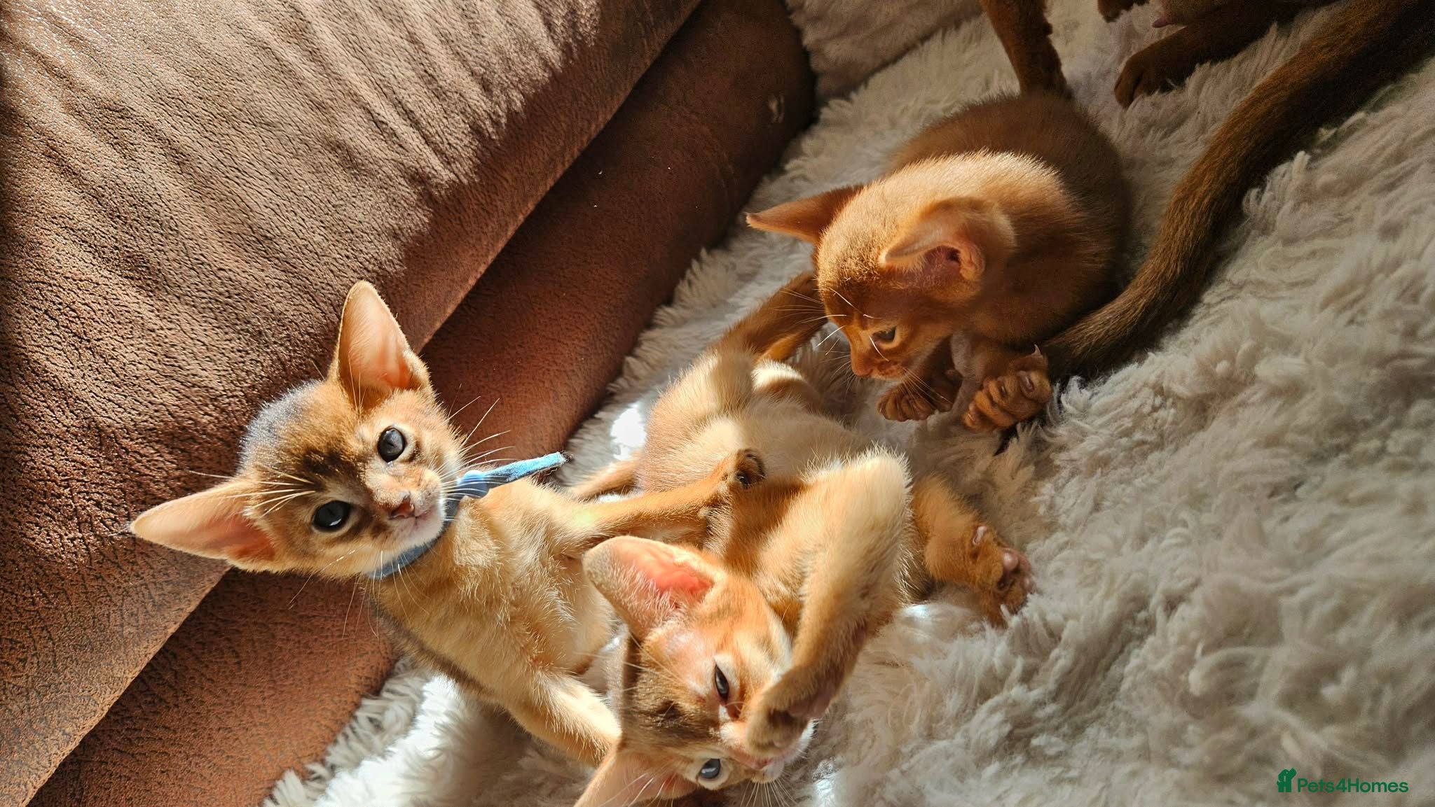 Abyssinian cats Abyssinian kittens for sale - Advert 9