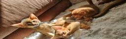 Abyssinian cats for sale: Abyssinian kittens for sale - Advert 22