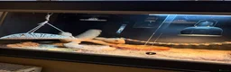 Bearded Dragon reptiles for sale: Bearded Dragon, Full Vivarium Set Up & Extras - Advert 4