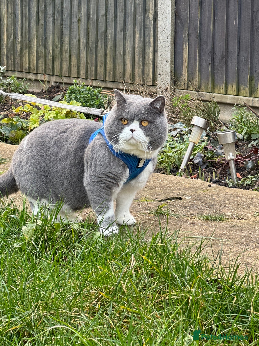 British Shorthair cats for stud: British Shorthair Blue Bicolour male stud duties in Enfield - Advert 5