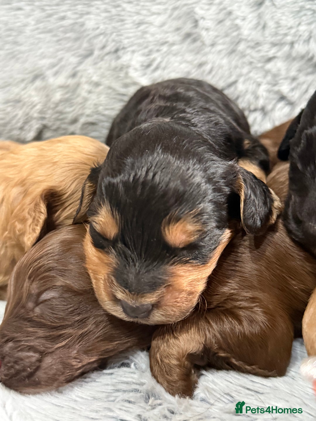 Cockapoo dogs for sale: Adorable Toy Cockapoos-Health Tested - Image 5