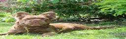 French Bulldog dogs for sale: 2 chocolate boys  - Advert 8
