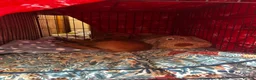 Labrador Retriever dogs for sale: Red fox lab puppy  - Advert 6