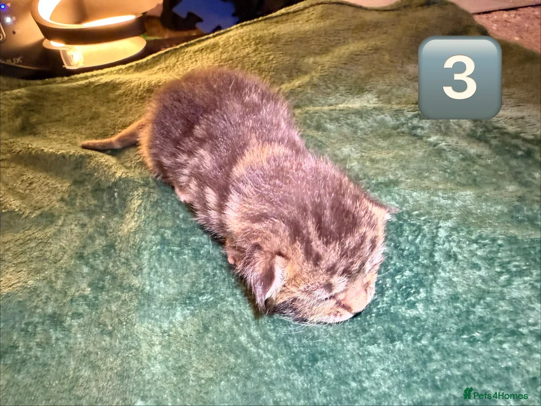 Maine Coon cats for sale: Gorgeous Fluffy Maine Coon Kittens  - Advert 9