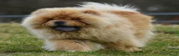 Chow Chow dogs for sale: Beautiful KC Registered Chow Chow Puppies  - Advert 28